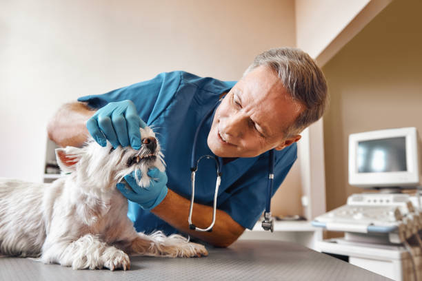 Best Same-Day Emergency Dental Services in Evans, GA